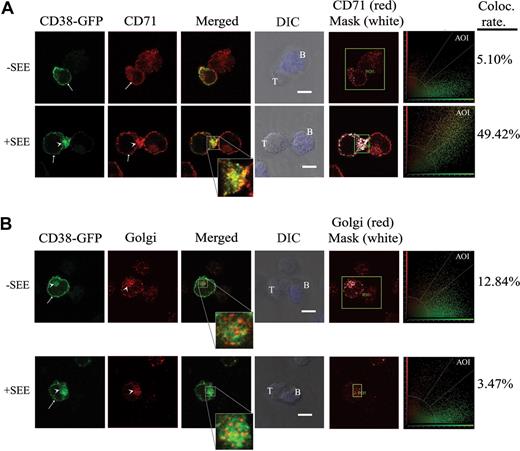 Figure 3. CD38-GFP in recycling endosomes and in the Golgi is targeted to the T/APC contact zone. (A) CD38-GFP–transfected J77 cells were incubated with Raji B cells pulsed with medium alone (top) or with SEE (bottom). Cells were then fixed, permeabilized, and stained with anti-CD71 (TfR) mAb followed by a goat anti-mouse Rhodamine Red X–second antibody. Samples were analyzed by a Leica TCS-SP5 confocal scanning laser microscope. Single confocal sections were taken of cells using fluorescence in GFP and rhodamine channels. Bars represent 5 μm for all panels (63×/1.4 NA oil objective). The white arrowheads point to intracellular CD38-GFP. The arrows point to the plasma membrane CD38-GFP or CD71. (B) CD38-GFP–transfected J77 cells were treated as in panel A except that after fixation and permeabilization, cells were stained with an anti-Golgi mAb followed by a goat anti-mouse Rhodamine Red X–second antibody. Samples were analyzed by confocal microscopy as in panel A. The white arrowheads point to the intracellular CD38-GFP, or the position of the Golgi apparatus. The arrows point to the plasma membrane CD38-GFP accumulated at the synapse. The acquired CD38-GFP (green), Golgi (red), the merge images, close-ups of some merge images, and DIC images are shown. A semiquantitative assessment of the level of colocalization was done by analyzing the colocalization scatter plot and generating a mask of the area of interest (AOI; right panels).