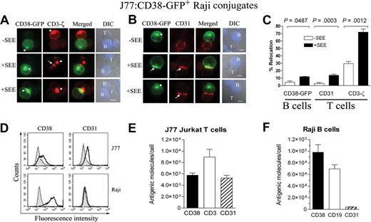 Figure 5. TCR-dependent clustering of CD38 from B cells and CD31 from T cells at the T/APC contact zone. (A) Raji cells transiently transfected with the CD38-GFP construct were pulsed or not with SEE and allowed to conjugate with Jurkat J77 T cells. Then, cells were fixed, permeabilized, and stained for CD3-ζ (red). Cells were examined using an Olympus Cell R IX81 motorized system inverted microscope. CD38-GFP (green; 100×/1.3 NA oil objective). Bars represent 5 μm for all panels. CD3-ζ (red), green fluorescence merged with red fluorescence images, and the corresponding DIC images superimposed on blue fluorescence images from CMAC-loaded Raji cells are shown. The white arrowheads point to the intracellular CD38-GFP or CD3-ζ. The arrows point to the plasma membrane CD3-ζ accumulated at the synapse. (B) CD38-GFP–transfected Raji B cells were treated as in panel A except that after permeabilization, cells were stained for CD31 (red). CD38-GFP (green), CD31 (red), green fluorescence merged with red fluorescence images, and the corresponding DIC images superimposed on blue fluorescence images from CMAC-loaded Raji cells are shown. The white arrowheads point to the intracellular CD38-GFP. The arrows point to the plasma membrane CD38-GFP or CD31 accumulated at the synapse. (C) Comparative analysis of the percentage of conjugates with CD38-GFP (in B cells), CD31 (in T cells), or CD3-ζ (in T cells) redistributed at the contact zone relative to the total number of J77/CD38-GFP+ Raji cell conjugates in the absence (□) or presence (■) of SEE. The data represent the mean plus SEM of 3 independent experiments. In each experiment, 40 to 70 conjugates were analyzed. (D) FACS analysis of Jurkat J77 cells (top) or Raji B cells (bottom). Cells were stained with specific antibodies against CD38 (left) or anti-CD31 (right). (E) Quantification of the number of CD38, CD3, or CD31 molecules in Jurkat J77 T cells by using the Cellquant Calibrator kit. (F) Quantification of the number of CD38, CD19, and CD31 molecules in Raji B cells using the same kit as in panel E. Data in panels E and F represent the mean plus or minus SEM of 5 independent experiments.