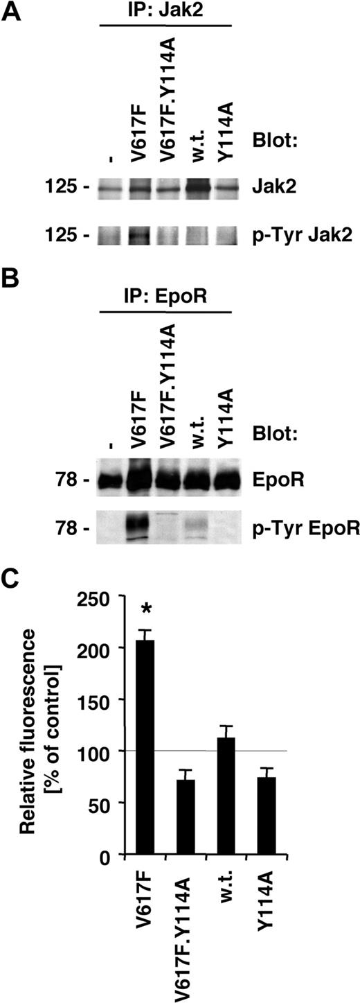 Figure 2. Activation of the Jak2/EpoR pathway by Jak2V617F is inhibited by the Y114A mutation. Parental BaF3.EpoR cells or cells expressing various mutants of Jak2 (as indicated) were used. (A,B) Parental BaF3.EpoR cells and cells infected to express Jak2 or various mutants were growth factor deprived. The phosphorylation and protein expression of Jak2 (A) or the Epo receptor (B) were detected after specific immunoprecipitations by immunoblotting as indicated. (C) Intracellular ROS levels were measured by DCF-DA staining (n = 3) in the absence of growth factors. Parental BaF3.EpoR cells were used as a control.