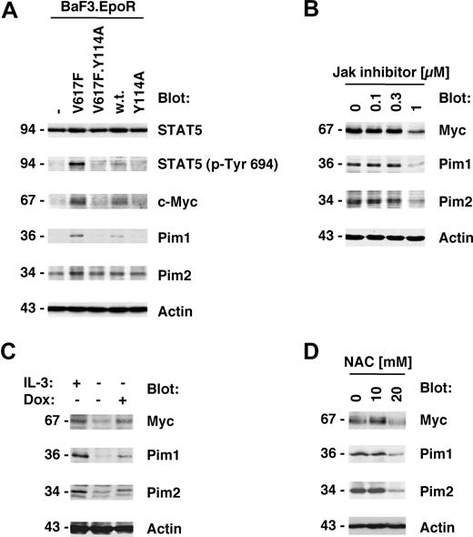 Figure 3. Y114A in Jak2V617F inhibits Myc and Pim expression regulated by Jak2V617F. Protein expression was determined in cellular lysates by immunoblotting as indicated. (A) Parental BaF3.EpoR cells and cells infected to express Jak2 or various mutants were growth factor deprived. The phosphorylation of STAT5 on its activation site and the expression of Pim1, Pim2, and c-Myc was detected. (B) HEL cells were treated for 48 hours with the indicated amount of Jak inhibitor I and cellular proteins detected. (C) Untreated BaF3 cells with doxycycline-inducible constitutively active STAT5 were used and compared with cells treated with 1 μg/mL doxycycline (Dox) or cells maintained in interleukin-3 (IL-3)–containing medium. Cellular expression of Pim1, Pim2, and c-Myc was detected. (D) HEL cells were treated for 48 hours with the indicated amount of N-acetylcysteine (NAC) and cellular proteins detected. *Significant differences (P ≤ .05) were observed between treated and control cells.