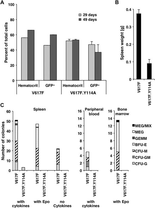 Figure 5. The Y114A mutation within the FERM domain inhibits abnormal hematopoiesis by Jak2V617F. Mice were lethally irradiated and the bone marrow was reconstituted with Jak2V617F- and Jak2V617F.Y114A-expressing fetal liver cells. (A) The hematocrit and the percentage of GFP-positive cells (GFP+) in peripheral blood of Jak2V617F- and Jak2V617F.Y114A-expressing mice were determined, at the times indicated. (B) Mice were killed on day 70 and the weight of the spleens was compared. (C) Spleen, peripheral blood, and bone marrow cells were used to compare the potential for colony-forming units (CFUs) or blast-forming units (BFUs), including megakaryocyte (MEG), mixed (MIX), granulocyte/erythroid/macrophage/megakaryocyte (GEMM), BFU erythroid (BFU-E) or CFU macrophage (CFU-M), CFU granulocyte/macrophage (CFU-GM), and CFU granulocyte (CFU-G). Cells were left untreated or maintained in the presence of growth factors or erythropoietin (Epo; n = 3).