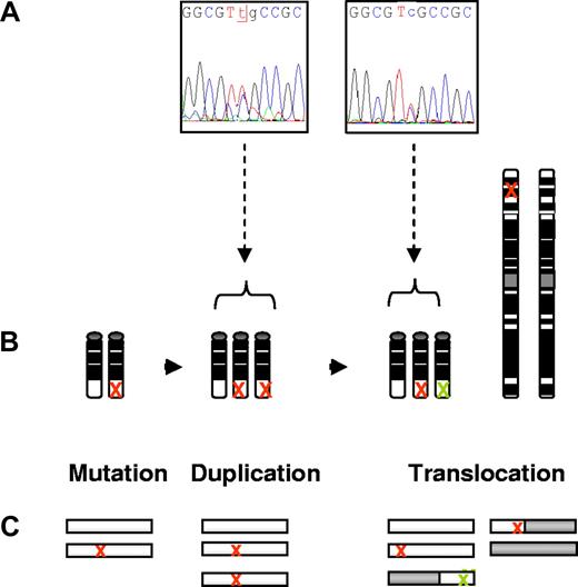 Figure 3. Schematic representation of the different molecular events during progression of CML, supporting the co-occurrence of mutated RUNX1 alleles on one chromosome 21q22 and on the derived chromosome 1p36 harboring the RUNX1-PRDM16 fusion (example of UPN 11). (A) Sequencing data of the L29S mutation. Left: DNA-sequencing electrophoregram revealing the L29S mutation at 2/3 level. Right: RNA-sequencing electrophoregram of the full RUNX1 revealing the L29S mutation at 1/2 level. (B) Scenario of genetic and chromosomal events during the disease progression. Red cross: the mutated RUNX1 allele. Green cross: the remaining 3′ region of truncated RUNX1 gene after t(1;21)(p36;q22). (C) Representation of the corresponding various alleles of RUNX1 (white open bar) and PRDM16 (gray open bar) during CML course.