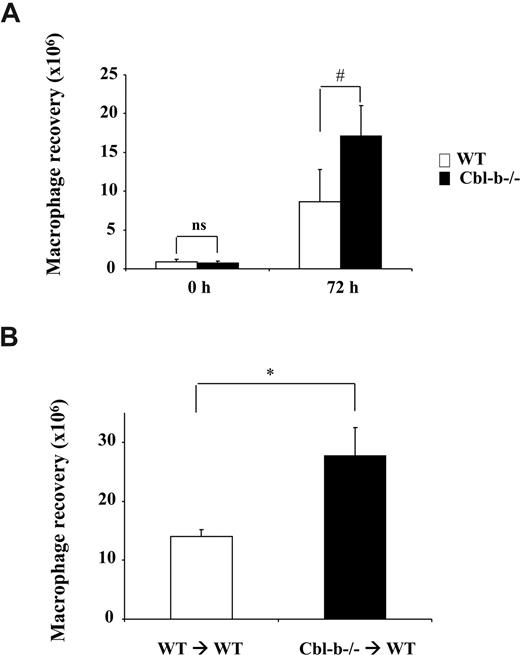 Figure 1. Cbl-b deficiency increases macrophage recruitment in vivo. (A) The numbers of macrophages in WT (□) or Cbl-b−/− (■) mice are shown at 0 hours and 72 hours after intraperitoneal injection of thioglycollate solution. (B) Thioglycollate-induced peritonitis in WT mice sublethally irradiated and reconstituted with bone marrow cells from WT mice (WT → WT), or with bone marrow cells from Cbl-b−/− mice (Cbl-b−/− → WT). Data are expressed as absolute numbers of emigrated macrophages into the peritoneum. Data are means plus or minus SD (n = 3-9 mice/group). #P < .01; *P < .05; ns, nonsignificant.
