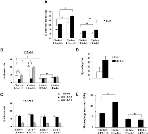 Figure 2. Cbl-b deficiency increases LFA-1–dependent BMDM adhesion. (A) Adhesion of BMDMs to mouse endothelial cells is shown in the absence (□) or presence of PMA (50 ng/mL; ■). (B,C) Adhesion of BMDMs to immobilized ICAM-1 (B) or VCAM-1 (C) is shown in the absence (□) or in the presence of mAb to LFA-1 (20 μg/mL; ■) or mAb to VLA-4 (20 μg/mL; ▩). Cell adhesion is represented as percentage of adherent cells. Data are means plus or minus SD (n = 3). Similar results were observed in 3 separate experiments. (D) Analysis of spreading of WT and Cbl-b−/− BMDMs onto ICAM-1 was performed. Data are represented as percentage of spread cells. (E) The numbers of macrophages at 72 hours after intraperitoneal injection of thioglycollate in Cbl-b+/−LFA-1+/−, Cbl-b−/−LFA-1+/−, Cbl-b+/−LFA-1−/−, or Cbl-b−/−LFA-1−/− mice are shown. Data are expressed as absolute numbers of emigrated macrophages into the peritoneum. Data are means plus or minus SD (n = 4-5 mice/group). *P < .05; #P < .01; ns, nonsignificant.