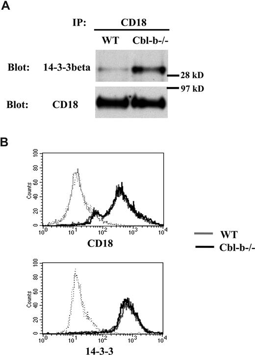 Figure 3. Cbl-b deficiency stimulates the increased association of 14-3-3β with the β-chain of LFA-1 in BMDMs. (A) The association of β2-integrin (CD18) with 14-3-3β in BMDMs from WT and Cbl-b−/− mice was studied. Immunoprecipitation of CD18 was performed in cell lysates of PMA-treated WT and Cbl-b−/− BMDMs. The presence of immune complexes was determined by Western blot analysis for 14-3-3β (top panel). In addition, detection of CD18 by Western blot was also performed (bottom panel). (B) Expression levels of surface β2-integrin (CD18) and intracellular 14-3-3β (in fixed-permeabilized cells) were analyzed by FACS in WT and Cbl-b−/− BMDMs. Nonspecific fluorescence was determined using secondary antibodies (dotted curves).