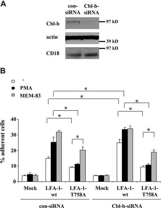 Figure 5. 293 cells were transfected with siRNA targeting human Cbl-b or with control nontargeting siRNA. After 24 hours, the cells were transiently transfected with either WT human LFA-1 or mutant human T758A β2 LFA-1. The expression of WT and mutant LFA-1 were comparable and not affected by Cbl-b knockdown (Figure S5). (A) Cbl-b knockdown was verified by Western blot using an antibody to human Cbl-b. As a control, Cbl-b knockdown did not affect the expression of β-actin or of the transfected β2-integrin (CD18). (B) 293 cells were transfected with control siRNA or siRNA targeting Cbl-b and then with WT or mutant LFA-1 (αL DNA combined with WT β2 or T758A β2) or mock transfected as control, and were allowed to adhere to immobilized ICAM-1. Adhesion is shown in the absence (□) or presence (■) of PMA (50 ng/mL) or LFA-1–activating mAb, MEM-83 (10 μg/mL; ▩). Cell adhesion is represented as the percentage of adherent cells. Data are means plus or minus SD. *P < .05; ns, nonsignificant.