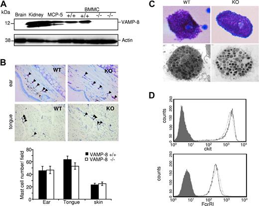 Figure 1. Development of mast cells is not affected in VAMP-8–deficient mice. (A) VAMP-8 expression levels in tissue homogenates of brain, kidney, murine MCP-5 mast cells, and VAMP-8–deficient and WT BMMCs using anti–VAMP-8. Blots were stripped and reprobed with antiactin. (B) Representative toluidine blue staining of ear and tongue cross-sections (top panel) showing the distribution of tissue mast cells (arrowheads) in VAMP-8–deficient and WT mice (40× objective). (Bottom panel) Corresponding quantitative enumeration of mast cells in ear, tongue, and abdominal skin sections (3 mice/genotype). Data are means plus or minus SEM derived from 5 high-power fields counted/mouse. No significant difference among VAMP-8–deficient and WT mice was observed. (C) Representative toluidine blue staining (top panel) and ultrastructural analysis (bottom panel) by electron microscopy (original magnification ×13 500) of mouse peritoneal mast cells from VAMP-8–deficient and WT mice. (D) Expression of FcϵRI and c-kit on BMMCs from VAMP-8–deficient and WT mice. Continuous and dotted lines represent VAMP-8–deficient and WT BMMCs, respectively, compared with isotype control (dark area).