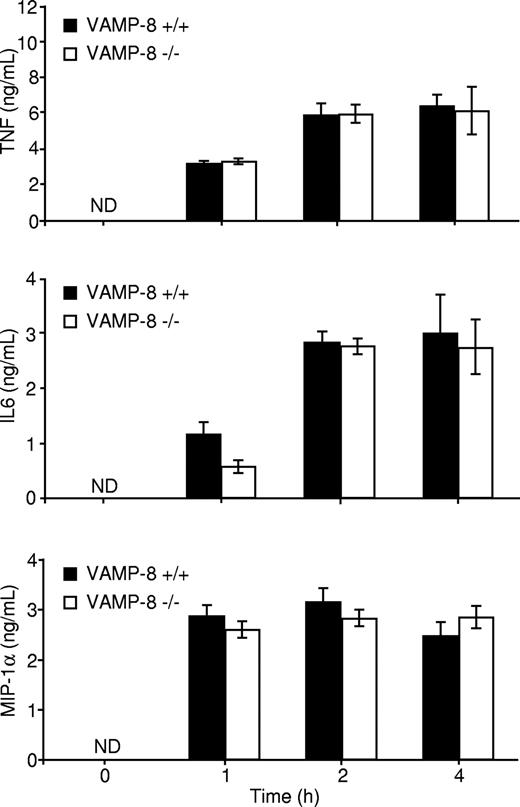 Figure 3. Cytokine release is not affected in VAMP-8–deficient BMMCs. VAMP-8+/+ and VAMP-8−/− BMMCs were sensitized overnight with anti-DNP IgE and stimulated with 10 ng/mL DNP-HSA for the indicated times. Supernatants were collected, and TNF, IL-6, and MIP-1α protein concentrations were determined by ELISA. Data are means plus or minus SEM from triplicate samples derived from 3 different BMMC cultures and are representative of 5 independent experiments.