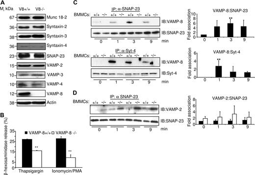 Figure 4. VAMP-8 acts at a late fusion step in the mast cell degranulation response. (A) The levels of SNARE and SNARE-related proteins in VAMP-8–deficient and WT BMMCs were analyzed. An equivalent of 2 × 105 BMMCs per lane was migrated on SDS-PAGE and analyzed by Western blotting using indicated specific Abs. (B) VAMP-8–deficient and WT BMMCs were stimulated with either thapsigargin (1 μM) or ionomycin/PMA (500 nM/20 nM) for 10 minutes, and percentage release of β-hexosaminidase was determined. Data are means plus or minus SEM from triplicate samples derived from 3 different BMMC cultures and are representative of 3 independent experiments. **P < .05 by one-way ANOVA. (C) Enhanced association of SNAP-23 and syntaxin-4 with VAMP-8 after stimulation. IgE-sensitized indicated BMMCs (107) were either left unstimulated (NS) or were stimulated (S) with 10 ng/mL DNP-HSA for indicated times followed by NEM treatment as described in “Immunoblotting and immunoprecipitation.” Immunoprecipitation was performed with indicated Abs followed by immunoblotting with anti–VAMP-8. Blots were then stripped and reprobed with Abs to either syntaxin-4 or SNAP-23 as indicated. Corresponding quantitative analysis is shown to the right (n = 3, **P < .05). (D) VAMP-8–deficient BMMCs show a tendency to increased complex formation with SNAP-23 in stimulated BMMCs. IgE-sensitized indicated BMMCs (107) were treated as described in panel C. Immunoprecipitation was performed with SNAP-23 Abs followed by immunoblotting with anti–VAMP-2. For loading control, blots were cut into 2 parts and probed with SNAP-23 as indicated. Corresponding quantitative analysis is shown to the right (n = 3).