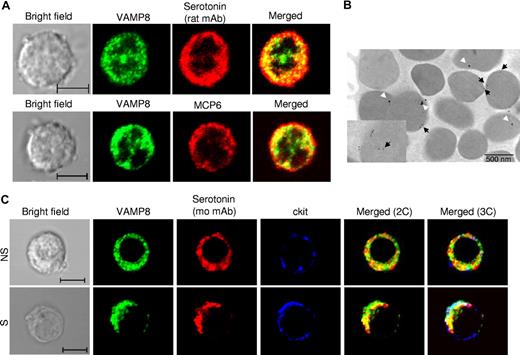 Figure 5. Localization of VAMP-8 and SG markers in resting and stimulated WT BMMCs. (A) Colocalization of VAMP-8 with the SG markers serotonin and mMCP-6 was analyzed in BMMCs using rat antiserotonin (top panel) and rat antimouse mMCP-6 (bottom panel) using confocal microscopy. Representative single optical sections and overlay (merge) images are shown. (B) Ultrastructural colocalization analysis of RPMCs using VAMP-8 (10 nm GP, black arrows) and mouse antiserotonin (20 nm GP, white arrows). The inset shows VAMP-8 granule matrix labeling on vesicular-like structures. (C) Colocalization of VAMP-8 with SG marker serotonin was analyzed in unstimulated (NS) and PMA/ionomycin (3 minutes)–stimulated (S) BMMCs. Cells were stained with rabbit anti–VAMP-8 and mouse antiserotonin. For comparison, relative localization to plasma membrane marker c-kit (rat mAb) is shown. Cells were analyzed by confocal microscopy. Representative single optical sections as well as 2-color (2C) and 3-color (3C) overlay images are shown. Compartments showing overlap for 2 colors and 3 colors appear as yellow and white, respectively. Bars represent 5 μm.