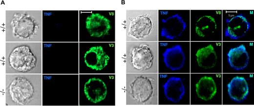 Figure 7. Localization of unprocessed TNF in IL-1β–stimulated WT and VAMP-8–deficient BMMCs. (A) VAMP-8–deficient and WT BMMCs were exposed to vehicle (3 hours). Cells were then stained with anti-TNF and anti–VAMP-8 or anti–VAMP-3 as indicated. (B) VAMP-8–deficient and WT BMMCs were stimulated with 25 ng/mL IL-1β (3 hours) in the presence of 50 μM TAPI, which inhibits cleavage of the membrane precursor form of TNF. Cells were stained with anti-TNF and anti–VAMP-8 or anti–VAMP-3 as indicated and were then analyzed by confocal microscopy. Representative single optical sections are shown. In the 2-color overlay image (M), compartments containing both markers appear as light blue.