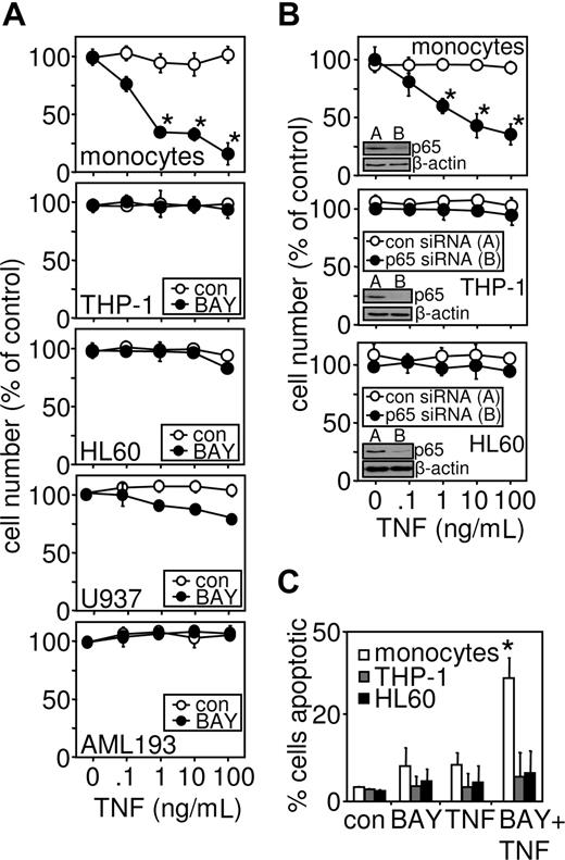 Figure 1. Myeloid leukemia cells, but not noncancerous monocytes, are resistant to TNF-induced cell death. (A) Primary monocytes, THP-1, HL60, U937, and AML 193 cells were treated with 10 μM BAY 11-7082 30 minutes before treatment with the indicated concentrations of TNF for 24 hours. Cell number was then assessed by MTS assay as described in “Proliferation/death and apoptotic assays.” (B) Primary monocytes, THP-1 cells, and HL60 cells were transfected with p65 siRNA 24 hours before stimulation with the indicated concentrations of TNF for 24 hours (inset, p65 protein knockdown 24 hours after transfection). Cell number was then assessed by MTS assay. (C) Apoptotic cells morphology detected by epifluorescence after staining with Hoechst 33342. Values indicate the mean plus or minus SEM from 3 independent experiments (* statistical significance, P < .01, between the different treatment groups).