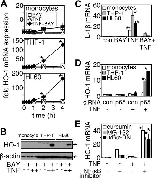 Figure 2. TNF in conjunction with NF-κB inhibition induces HO-1 gene expression in myeloid leukemia cells but not primary cells. (A) Primary monocytes, THP-1 cells, and HL60 cells were treated with either BAY 11-7082 (10 μM or transfected before treatment with TNF (10 ng/mL) for the indicated time. RNA was extracted and after reverse transcription, HO-1 mRNA expression was measured by real-time PCR. (B) HO-1 protein expression was measured by Western blot analysis. Cells were treated with 10 μM BAY 11-7082 30 minutes before 8 hours of treatment with 10 ng/mL TNF as indicated. (C) Primary monocytes, THP-1 cells, and HL60 cells were pretreated with 10 μM BAY 11-7082 30 minutes before treatment with TNF (10 ng/mL) for 4 hours. After reverse transcription, IL-1β mRNA expression was measured by real-time PCR. (D). Primary monocytes, THP-1 cells, and HL60 cells were transfected with p65 siRNA 24 hours before stimulation with TNF (10 ng/mL) for 4 hours. HO-1 mRNA expression was measured by real-time PCR. (E) THP-1 cells were pretreated for 30 minutes with either curcumin (1 μM) or MG132 (5 μM) or transfected 24 hours previously with 0.5 mg of a Iκ-Bα dominant negative mutant (IκBα-DN) construct before stimulation with TNF (10 ng/mL) for 4 hours. HO-1 mRNA expression was measured by real-time PCR. Values indicate mean plus or minus SEM from 3 independent experiments (*significance, P < .01, between the different treatment groups).