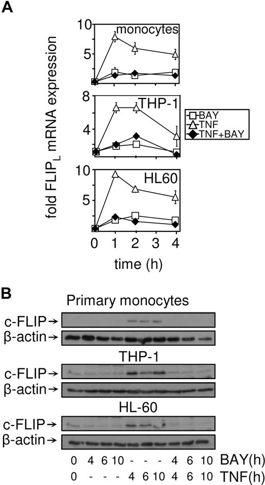 Figure 3. cFLIP mRNA and protein are not induced in response to TNF plus NF-κB inhibition. (A) Primary monocytes, THP-1 cells, and HL60 cells were treated with BAY 11-7082 (10 μM) before treatment with TNF (10 ng/mL) for the indicated time. RNA was extracted and after reverse transcription, FLIPL mRNA expression was measured by real-time PCR. (B) HO-1 protein expression was measured by Western blot analysis. Cells were treated with 10 μM BAY 11-7082 for 30 minutes before treatment with 10 ng/mL TNF for the indicated time.