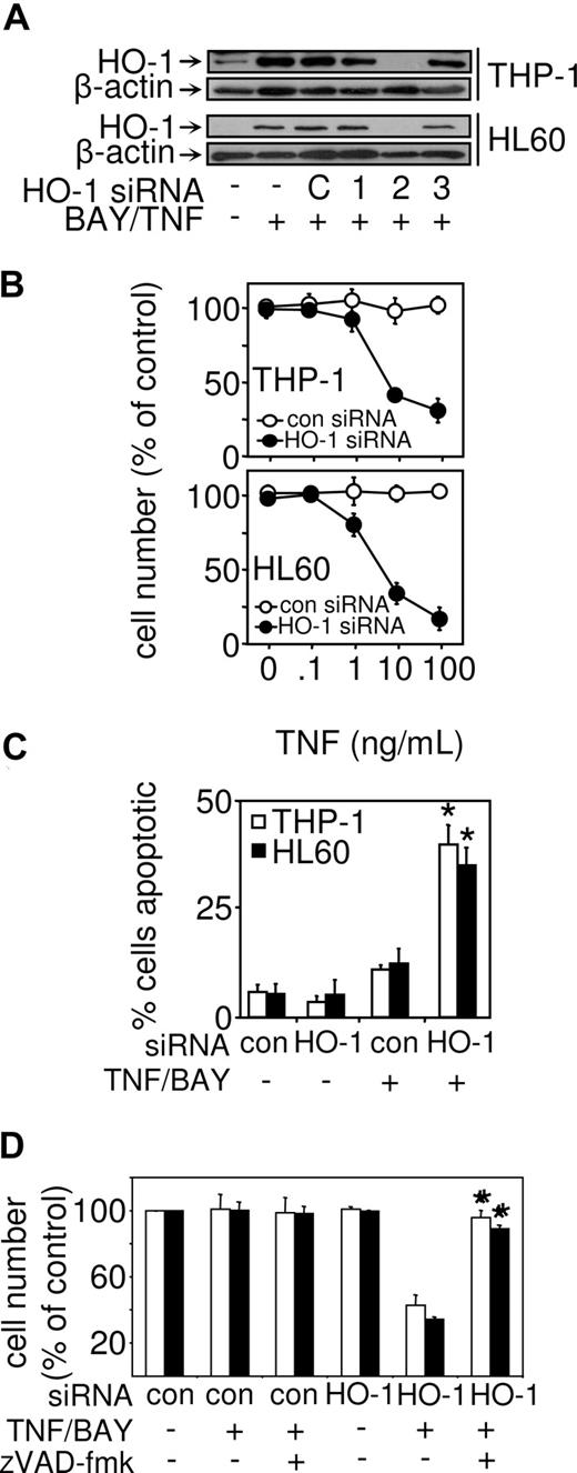 Figure 4. Cell death in response to TNF and NF-κB inhibition are restored in myeloid leukemia cells by HO-1 siRNA and is caspase-dependent. (A) Where indicated, THP-1 and HL60 were untransfected, transfected with control siRNA, or with 3 different HO-1 siRNAs for 24 hours and then treated with 10 μM BAY 11-7082 and 10 ng/mL TNF for 8 hours. Protein expression was measured for HO-1 by Western blot analysis. (B) THP-1 cells and HL60 cells were transfected with control siRNA or HO-1 siRNA-2 before treatment with 10 μM of BAY 11-7082 in conjunction with various concentrations of TNF for 24 hours. Cell number was then assessed by MTS assay as described in “Proliferation/death and apoptotic assays.” Values represent mean plus or minus SEM from 3 independent experiments. (C) Apoptotic cells detected by epifluorescence after staining with Hoechst 33342. (D) THP-1 cells and HL60 cells were transfected with control siRNA or HO-1 siRNA-2 before treatment with 50 μM of the caspase inhibitor of zVAD-fmk. Cells were then treated with BAY 11-7082 in conjunction with TNF for 24 hours. Cell number was then assessed by MTS assay as described in “Proliferation/death and apoptotic assays.” Values represent mean plus or minus SEM from 3 independent experiments (*statistical significance, P < .01, between the different treatment groups).