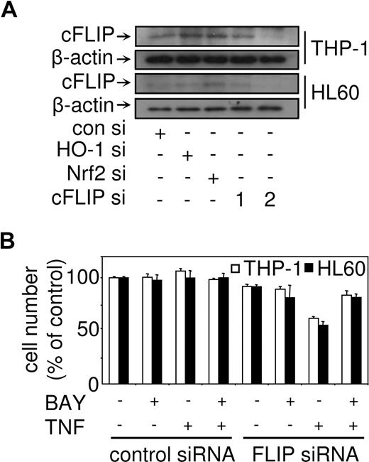 Figure 5. TNF cell death responses in human myeloid leukemia cells with cFLIP targeted by siRNA. (A) THP-1 and HL60 were untransfected, transfected with control siRNA, or with HO-1 siRNA, Nrf2 siRNA, and 2 cFLIP siRNA for 24 hours Protein expression for cFLIP was measured by Western blot analysis. (B) THP-1 cells and HL60 cells were transfected with control siRNA or cFLIP siRNA-2 before treatment with 10 μM BAY 11-7082, or 10 ng/mL TNF, or BAY 11-7082 plus TNF for 24 hours. Cell number was then assessed by MTS assay as described in “Proliferation/death and apoptotic assays.” Values represent mean plus or minus SEM from 3 independent experiments.