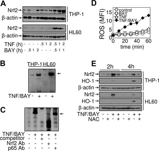 Figure 6. TNF in conjunction with NF-κB inhibition induces Nrf2 activation. THP-1 cells and HL60 cells were untreated or treated with 10 μM BAY 11-7082, or 10 ng/mL TNF, or BAY 11-7082 plus TNF, for the indicated times and nuclear extracts prepared. (A) Western blot analysis was carried out using anti-Nrf2 and anti–β-actin antibodies. (B) Samples treated where indicated with 10 μM BAY 11-7082 30 minutes before treatment with TNF (10 ng/mL) for a further 1 hour. EMSA reactions were performed using biotinylated double-stranded oligonucleotides corresponding to the human HO-1 ARE. (C) An unbiotinylated HO-1 ARE probe was included as a cold competitor (as indicated). Nuclear extracts from THP-1 cells untreated or treated with TNF in conjunction with NF-κB inhibition were left alone or preincubated with 1 μg anti-Nrf2 or anti-p65 (NF-κB) supershift antibodies before EMSA. (D) THP-1 cells and HL60 cells were loaded with 5 μM of DCF-DA before treatment with 10 μM BAY 11-7082, or 10 ng/mL TNF, or BAY 11-7082 plus TNF. Cells were then assessed using flow cytometry as described in “Proliferation/death and apoptotic assays.” Mean fluorescence intensity (MFI, arbitrary units) of the generation of ROS is measured. (E) THP-1 cells and HL60 cells were pretreated with 10 mM NAC before treatment with BAY 11-7082 plus TNF. Western blot analysis was carried out using anti-Nrf2, anti HO-1, and anti-β-actin antibodies. Results are representative of similar findings from at least 3 separate experiments.