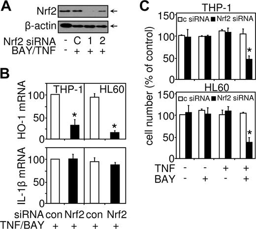 Figure 7. siRNA-mediated knockdown of Nrf2 results in down-regulation of HO-1–mediated expression and sensitization to TNF-induced cell death. THP-1 cells and HL60 cells were transfected with 30 nM of either control siRNA or Nrf2 siRNA for 24 hours before treatment for 4 hours or 24 hours with TNF (10 ng/mL) alone or in conjunction with 30 minutes preincubated BAY 11-7082 (10 μM). (A) Protein was extracted and Nrf2 or β-actin levels measured by Western blot analysis. (B) mRNA extracts were prepared from the 4-hour-treated cells, reverse transcribed, and HO-1 or IL-1β mRNA expression detected by real-time PCR. (C) Cell number was assessed by MTS assay from 24-hour–TNF-treated cells. Values indicate mean plus or minus SEM from 3 independent experiments (*statistical significance, P < .01, between the different treatment groups).