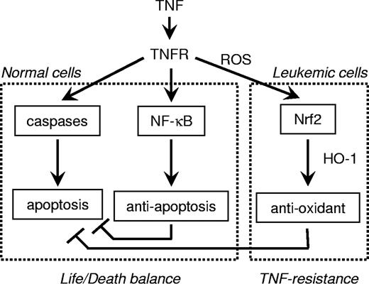 Figure 8. Overview of the mechanism by which human AML leukemia cells resist TNF-induced cell death.