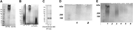 Figure 2. Proteoglycans, GAGs, and serglycin core proteins of platelets. Samples were analyzed on 4% to 20% gradient SDS-PAGE gels. Eluates of 4 × 108 platelets were applied to each lane. Proteoglycans and GAGs are stained with Alcian blue and appear as smears on the gels. No samples were applied to lanes that are not marked. (A) The 0.8 M NaCl DEAE-Sephacel eluates from WT and KO PGs are shown. Gel also stained with Coomassie blue revealed several sharp protein bands. A high Mr proteoglycan with 2 components was present in the WT platelets. No proteoglycans were visible on the gel of KO platelets. (B) Intact and 0.2 M NaOH-digested proteoglycans. C4S is shark chondroitin 4-sulfate. Lanes left to right: KO PGs, WT PGs, blank lane, KO GAGs, WT GAGs after NaOH digestion. A vertical line has been inserted to indicate a repositioned lane containing the C4S standard. (C) Immunoblot of SG core protein from 2.3 × 108 WT platelets per lane, one mouse per lane. (D) Lanes 1 and 2: PGs from SG+/− mice. (E) Lane 1: Intact PGs from 0.8 M NaCl eluate from WT platelets. Lane 2: 0.8 M NaCl eluate from KO platelets. Lane 3: 0.8 M/0.2% TX-100 eluate, WT platelets. Lanes 4–5: 0.8 M NaCl/0.2% TX-100 eluate from SG+/− platelets. Lane 6: 0.8 M NaCl/0.2% TX-100 eluate from KO platelets.