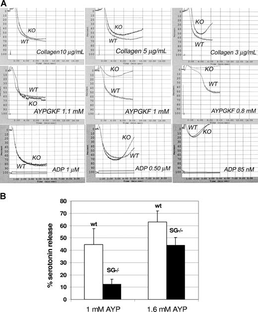 Figure 3. Aggregation and secretion. (A) Aggregation of WT and SG KO platelets: WT and KO platelets were run simultaneously in a dual-channel aggregometer with the concentrations of agents indicated on each panel. Results shown are representative of 2 to 3 independent experiments with very similar results. (B) Serotonin release: PAR4 agonist-induced release of serotonin from WT and SG−/− platelets was measured after loading platelets with 3H-serotonin. The mean percentage releases (± SD) from 3 separate experiments are shown.