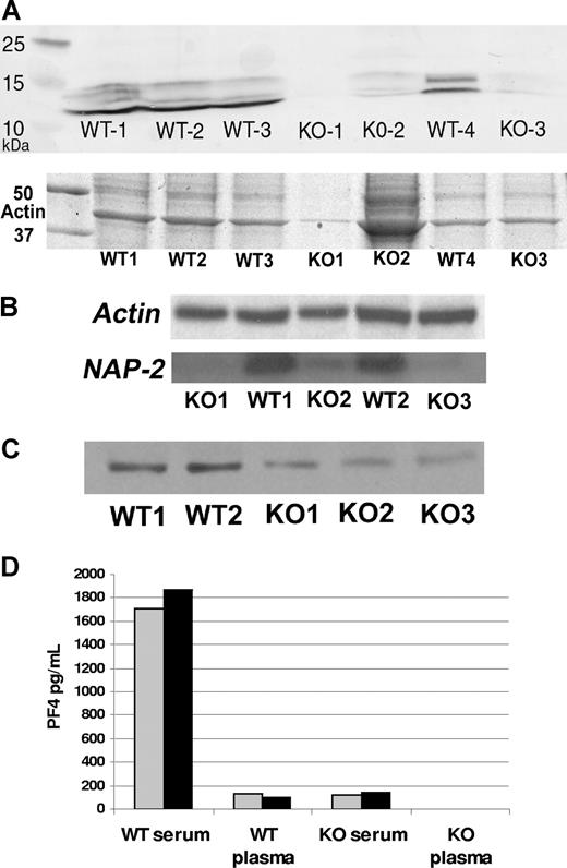 Figure 6. α-Granule proteins of platelets, plasma, and serum in WT and SG−/− mice. (A) Immunoblot of platelet PF4. Proteins from 4 × 107 platelets per sample (each sample represents a single mouse) were subjected to SDS-PAGE, followed by immunoblot analysis for PF4. The top panel in panel A shows Coomassie staining of the same samples as in the lower panel; note the actin band. (B) Immunoblot of NAP-2. Proteins from equal numbers of WT and KO platelets were applied to the gel. NAP-2 was identified by immunoblotting (bottom panel). The same blot was probed with antiactin (top panel). Detection was by ECL. (C) Immunoblot of PDGF. Aliquots of same samples shown in panel B were applied to the gels. Labeling of PDGF was detected by ECL. (D) ELISA for quantitation of PF4 in plasma and serum. Half of the blood sample from each mouse was anticoagulated (plasma) and half was allowed to clot (serum). Two WT and 2 SG−/− mice were tested.