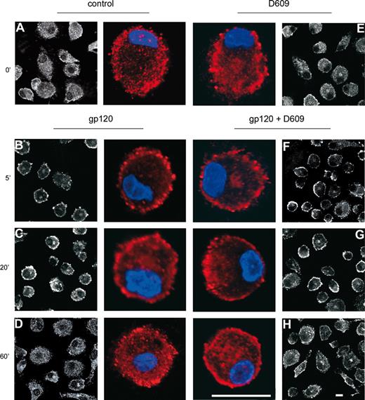 Figure 3. HIV-1 gp120 induces cellular relocalization of PC-PLC in MDMs. Monocytes were seeded and cultured as described in “Methods.” At day 7, cells were treated with R5 gp120 (1 μg/mL) for the indicated periods of time (B-D) or left untreated (A). Some cultures were treated with D609 (50 μg/mL) for 30 minutes before gp120 exposure (F-H) or with D609 alone (E). Cells were then fixed, permeabilized, and stained with rabbit anti PC-PLC Abs (detected in white or in red) and DAPI (in blue) as described in “Methods.” PC-PLC expression and cellular localization were detected by CLSM analysis. The results from 1 representative experiment of 3 independently performed are shown. The bars correspond to 20 μm. Color panels show a single cell of the corresponding black and white panels at higher magnification.