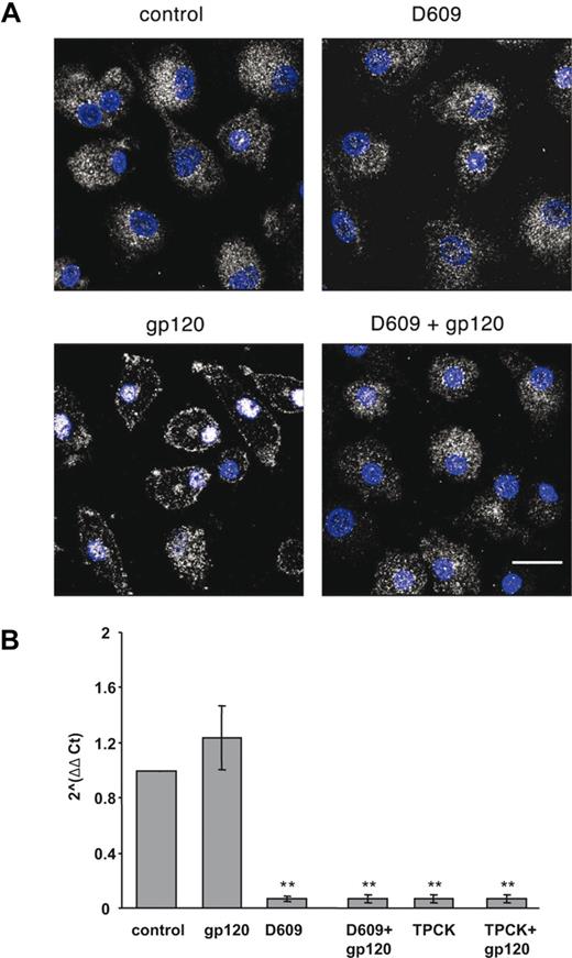 Figure 6. D609 inhibits the R5 gp120-induced NF-kB p65 subunit nuclear translocation and CCL2 transcript accumulation. (A) Monocytes were seeded and cultured as described in “Methods.” At day 7, cells were treated with R5 gp120 (1 μg/mL) for 1 hour or left untreated. Some cultures were treated with D609 (50 μg/mL) for 30 minutes before gp120 exposure or with D609 alone. Cells were then fixed, permeabilized, and double-stained with rabbit anti-p65 Ab (detected in white) and DAPI (in blue) as described in “Methods.” p65 expression and cellular localization were detected by CLSM analysis. The results from 1 representative experiment of 3 independently performed are shown. The bar indicated in the lower panel corresponds to 20 μm. (B) Monocytes were seeded and cultured as described in “Methods.” MDMs were exposed to R5 gp120 (1 μg/mL) or left untreated. Some cultures were treated with D609 (50 μg/mL) or TPCK (10 μM) for 30 minutes before gp120 exposure or with D609 or TPCK alone. After 4 hours, total RNA was extracted, retrotranscribed, and amplified as described in “Methods.” The 2−ΔΔCt values were calculated as described in “Methods.” Data are the means (± SD) of the results obtained with 3 different donors. **P < .005.