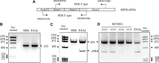 Figure 1. Polyacrylamide gel electrophoresis of the amplified 5′ parts and 3′ parts of PROCR cDNA derived from HEK293 and EA.hy 926 cells, and of the amplified 3′ part derived from HUVECs from umbilical cords with different PROCR genotypes. (A) Schematic representation of the EPCR cDNA structure and the location of the primers used to amplify the 5′ and 3′ parts. The translated region of the full-length mRNA is in grey. (B) PCR product from HEK 293 EPCR cDNA and EA.hy 926 EPCR cDNA obtained using EPCR2347Fr and EPCR6970Rv as amplification primers. (C) PCR product from HEK 293 EPCR cDNA and EA.hy 926 EPCR cDNA obtained using EPCR4993Fr and EPCR7320Rv as amplification primers. (D) PCR product from HUVECs EPCR cDNA obtained using EPCR4993Fr and EPCR7320Rv as amplification primers.