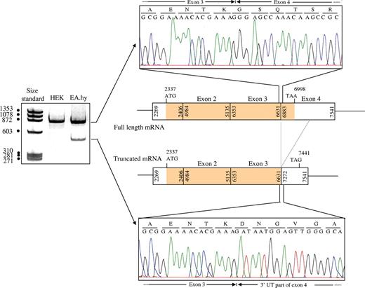 Figure 2. Sequences of the 2 amplification products of the 3′ part of EA.hy 926 PROCR cDNA, and location in the mature mRNA. The sequences shown here were obtained using EPCR4993Fr as sequencing primer and are restricted to sequences corresponding to the normal junction (upper electrophoregram) and the unusual junction (lower electrophoregram) of the full-length and truncated mRNAs, respectively. The schema indicates the exonic organization of the full-length and truncated mRNAs. Numbers indicate the first and last nucleotides of the exons of the genomic sequence (according to AF106202 numbering). In the truncated mRNA, exon 3 is linked to nt 7272 of the untranslated region of PROCR exon 4, which leads to a new stop codon at position 7441.