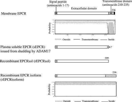 Figure 4. Recombinant proteins prepared in this study and comparison with membrane EPCR and plasma sEPCR resulting from shedding by ADAM17. The amino acid numbering starts at Met + 1. The signal peptide (hatched stretch) that is cut before protein addressing to the membrane (EPCR and sEPCR) or before protein secretion (rEPCRsol and rEPCRisoform) comprises amino acids 1 to 17. The C-terminal amino acid of plasma EPCR (sEPCR) is unknown (↔). The gray stretch denotes the putative transmembrane domain predicted by TMHMM Server, version 2.0 (panel below Membrane EPCR). The hatched gray stretch corresponds to the new C-terminal part of EPCRisoform (relative to membrane EPCR and sEPCR) lacking the transmembrane domain, owing to mRNA truncation.
