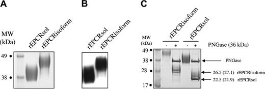 Figure 5. SDS-PAGE and Western blot analysis of native forms of rEPCRsol and rEPCRisoform, and SDS-PAGE of deglycosylated rEPCRsol and rEPCRisoform. (A) A total of 2.5 μg rEPCRsol and rEPCRisoform was analyzed by SDS-12% PAGE in reducing conditions. (B) Western blot was performed using 0.5 μg recombinant protein per lane. Recombinant proteins were transferred to nitrocellulose membranes on a semidry apparatus, and proteins were detected with a goat polyclonal biotinylated antibody raised against human EPCR; binding was revealed with HRP-labeled streptavidin. (C) SDS-PAGE of rEPCRsol and rEPCRisoform deglycosylated by PNGase F, and determination of polypeptide chains MW. The theoretical MWs based on the number of amino acids are indicated in parentheses.
