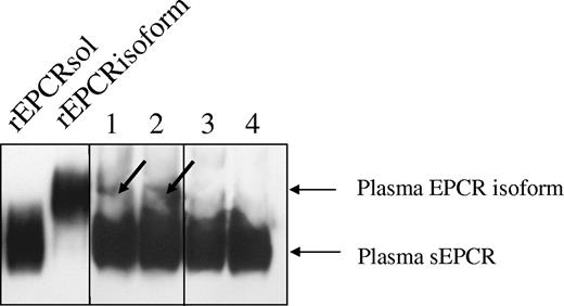 Figure 7. Detection of sEPCR in plasma of A3-carrying subjects. Western blot of 2 JRK-1496 column elution fractions, each corresponding to the plasma EPCR forms contained in 2.5 mL of a pool of plasma from A3-carrying subjects (lanes 1 and 2) and of 2 JRK-1496 column elution fractions each corresponding to the plasma EPCR forms contained in 5 mL of pooled plasma from A3-noncarrying subjects (lanes 3 and 4) The 2 lanes on the left were loaded with recombinant rEPCRsol and rEPCRisoform, respectively, used as controls. The membrane were blocked, treated with goat anti-EPCR biotinylated antibody, washed, and then incubated with HRP-conjugated streptavidin. Bands were visualized with enhanced chemiluminescence (Pierce Chemical, Rockford, IL). Vertical lines have been inserted to indicate repositioned gel lanes, and the arrows point to the plasma EPCR isoform.