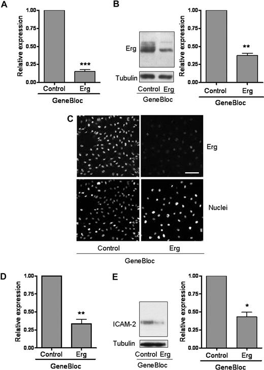 Figure 1. Inhibition of Erg expression in endothelial cells. HUVECs (105) grown on gelatin-coated 6-well plates were transfected with either control GB or Erg-specific GB (100 nM) for 48 hours. (A) Erg mRNA levels from RNA extracts were quantified using RT-PCR, normalized to GAPDH. Erg mRNA expression was significantly reduced after GB treatment, ***P < .001. Values are means plus or minus SEM, n = 4. (B) Whole-cell protein extracts were analyzed by sodium dodecyl sulfate–polyacrylamide gel electrophoresis (SDS-PAGE) immunoblotting with antibodies to Erg and tubulin. Erg protein expression was significantly reduced in the Erg-GB–treated cells, **P < .01. Values are means plus or minus SEM, n = 3. (C) Immunofluorescence analysis of the distribution and expression of Erg before and after GeneBloc treatment. Cells grown on gelatin-coated glass coverslips were transfected with GB as above. After 48 hours, cells were labeled and visualized for Erg (top) or the nuclear marker TOPRO-3 (bottom). Scale bar, 100 μm. (D) ICAM-2 mRNA levels, measured in RNA extracts from GB-treated HUVECs using RT-PCR, normalized against GAPDH, were significantly decreased after Erg inhibition, **P < .01. Values are means plus or minus SEM, n = 3. (E) ICAM-2 protein expression was also down-regulated in Erg-GB–treated HUVECs, as determined by SDS-PAGE immunoblotting using antibodies to ICAM-2, normalized against tubulin, *P < .05. Values are means plus or minus SEM, n = 3.
