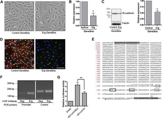 Figure 2. Erg regulates junctional integrity and VE-cadherin expression. (A) HUVECs (105 cells/well) grown on gelatin-coated 6-well plates were transfected with either control GB or Erg-specific GB (100 nM) for 48 hours. Phase-contrast microscopy shows that the typical cobblestone monolayer shown in the control cells (left) has become disrupted in the Erg-inhibited cells (right). Original magnification 20×/0.4 Plan N objective lens (Olympus, Tokyo, Japan). (B) HUVECs (105) grown on gelatin-coated 6-well plates were transfected with either control GB or Erg-specific GB (100 nM) for 48 hours. VE-cadherin mRNA levels were determined from RNA extracts from GB-treated HUVECs using RT-PCR normalized against GAPDH. VE-cadherin mRNA was significantly decreased after Erg inhibition, *P < 0.05. Values are means plus or minus SEM, n = 3. (C) VE-cadherin protein expression was also down-regulated in Erg-GB–treated HUVECs, as determined by SDS-PAGE immunoblotting using antibodies to VE-cadherin, normalized against tubulin. *P < .05. Values are means plus or minus SEM, n = 3. (D) HUVECs grown on gelatin-coated glass coverslips were treated with GB as above. After 48 hours, cells were labeled for Erg using a polyclonal rabbit anti-Erg antibody and for VE-cadherin using a mouse monoclonal anti–VE-cadherin antibody. Erg was visualized with AlexaFluor 488 (green), VE-cadherin with AlexaFluor 555 (red), and nuclei were stained with TOPRO-3 (blue). Scale bar, 100 μm. Objective lens used was Plan-Neofluar 20×/0.5 (Carl Zeiss, Jena, Germany). (E) Genomic DNA sequence of the proximal 5′-region of the human VE-cadherin gene. The transcription initiation site is designated as +1. The positions of the Ets binding sites (EBSs) are boxed. The 2 functional EBSs present in the murine sequence, and conserved in the human,30 are indicated by a double-lined box. Nucleotide sequences corresponding to the oligonucleotides used in the ChIP assay (see panel F) are indicated by arrows. The shaded nucleotides at the 5′ and 3′ ends of the sequence denote the position of oligonucleotides used for PCR amplification of the promoter for subsequent cloning into the pGL4 luciferase reporter plasmid. (F) Chromatin immunoprecipitation from a confluent HUVEC monolayer was performed as described in “Methods.” Genomic DNA obtained after immunoprecipitation, using a rabbit anti-Erg polyclonal antibody or a negative control rabbit IgG, was used as template in a PCR reaction with primers spanning a region of the VE-cadherin promoter containing 4 ETS-binding sites.30 The amplified product of 140 bp (base pair) was enriched in the Erg-precipitated chromatin sample (Erg) compared with the negative control IgG (Neg). To ensure the specificity of Erg binding to the VE-cadherin promoter, PCR amplification was also performed on the same samples using primers specific to the 3′ region of the VE-cadherin locus as negative control. PCR using the negative control primers gave rise to equivalent amounts of product from both samples, indicating nonspecifically captured DNA. (G) An Erg cDNA expression plasmid (pSG5Erg) was cotransfected with the VE-cadherin promoter-luciferase construct in HeLa cells, and luciferase activity was measured. Values are represented as the fold change in relative luciferase activity over the empty pGL4 vector alone. The VE-cadherin promoter was also cotransfected with an empty expression plasmid (pSG5). Erg transactivates the VE-cadherin promoter, **P < .01. Values are means plus or minus SEM, n = 5.