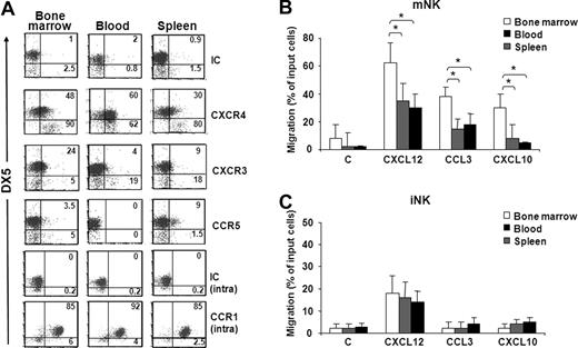 Figure 2. Chemokine receptor expression profile and chemotaxis of iNK and mNK cells from different anatomic compartments. (A) Freshly isolated cells from BM, spleen, and blood of individual C57BL/6 mice were stained with specific antibodies against CXCR4, CXCR3, CCR5, and CCR1 in combination with anti-NK1.1–, anti-CD3ϵ–, and DX5-specific antibodies. Expression of chemokine receptors was analyzed on DX5− and DX5+ NK cells (NK1.1+CD3−) of the electronically gated lymphocytes. Numbers in the dot plots indicate the percentage of positive cells within the iNK (DX5−, bottom left and right) and mNK (DX5+, top left and right) cell populations. A representative experiment of 6 performed is shown. (B,C) In vitro chemotaxis assay of cells isolated from different organs was performed as described in “Methods” and in Figure 1B legend. mNK and iNK cell migration was quantified by enumerating the positive events contained in the NK1.1+/CD3−/DX5+ gate (mNK, B) and in the NK1.1+/CD3−/DX5− gate (iNK, C) after 150-second acquisition for BM and blood cells and 75-second acquisition for spleen cells. Results presented are the means plus or minus SD of 6 independent experiments. Student t test was performed by comparing migration of mNK cells (B) or iNK cells (C) from different anatomic compartments from each other; *P < .05. Differences that are not statistically significant are omitted for sake of simplicity.