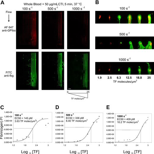 Figure 1. Titration of surface tissue factor required to trigger fibrin formation. Immunostaining of platelet GPIbα (top) and fibrin(ogen) (bottom) after 5-minute whole blood perfusion over collagen/TF arrays at wall shear rates of 100, 500, and 1000 s−1 (A). Surface tissue factor concentration in each feature increased from left to right from 0 to 25 molecules-TF/μm2 (scale bar = 1 mm). Increased magnification of the first row of each array for each shear rate for surface TF concentration ranging from 1.9 to 25 molecules-TF/μm2 (scale bar = 300 μm; yellow indicates colocalized GPIbα and fibrin(ogen)) (B). Column averages of fluorescent intensity (FI) of the fibrin(ogen) staining are plotted against the TF surface concentration for 100 s−1 (C), 500 s−1 (D), and 1000 s−1 (E) for 3 independent experiments (3 × 30 spots per plotted data point). Data were fit to a 4-parameter logistic equation to determine the TF EC50 values for each shear rate.