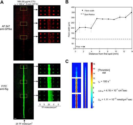 Figure 2. Convection-diffusion processes in coagulation. Immunostaining of platelet GPIbα and fibrin(ogen) after 5-minute whole blood perfusion over “center lane” array at 100 s−1. (A) Bottom arrow indicates column where collagen and 25 molecules-TF/μm2 spots were printed (scale bar = 1 mm). Magnified images are of the regions indicated by the white squares (scale bar = 300 μm). Identical results observed in 3 separate experiments. Growth of fibrin width from center of “center lane” plotted against distance downstream from first spot (B). Steady-state numerical simulation of thrombin at 10 μm above the surface for the center lane experiment shown in panel A using constant flux of thrombin from each microarray feature into a flow field containing ATIII (see Table 1 for parameters) (C). Magnified images are the same areas as those in panel A.