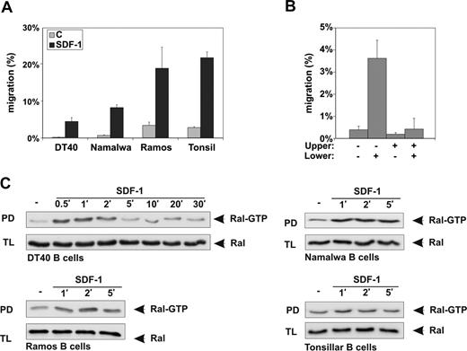 Figure 1. SDF-1 stimulation induces migration and Ral activation in B cells. (A) DT40, Ramos, and Namalwa B-cell lines, and human tonsillar B cells, were allowed to migrate for 4 hours in the absence (c) or presence of 100 ng/mL SDF-1 (SDF-1) in Transwells (shown as the mean ± SD of triplicates). (B) DT40 cells were allowed to migrate for 4 hours in the absence (−) or presence (+) of 100 ng/mL SDF-1 in the upper or lower compartment of Transwells, as indicated (shown as the mean ± SD of triplicates). (C) DT40, Ramos, and Namalwa B-cell lines, and human tonsillar B cells, were stimulated for the indicated periods of time with 100 ng/mL SDF-1 and lysed, and the amount of Ral-GTP in the lysates was determined by pull-down assay (PD) using GST-RalBP-RBD fusion protein. As a control, total lysates (TLs) were immunoblotted and probed using anti-Ral antibodies. (A,B) All relevant comparisons (eg, migration in absence versus migration in presence of SDF-1) were significantly different (P < .05). (A-C) The results are representative of at least 2 independent experiments.