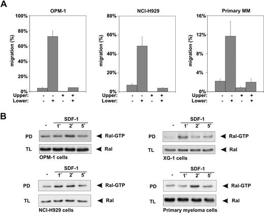 Figure 2. SDF-1 stimulation induces migration and Ral activation in MM cells. (A) The MM cell lines OPM-1 and NCI-H929, and the malignant plasma cells from a MM patient, were allowed to migrate for 4 hours in the absence (−) or presence (+) of 100 ng/mL SDF-1 in the upper or lower compartment of Trans-wells, as indicated (shown as the mean ± SD of triplicates). All relevant comparisons (eg, migration in absence versus migration in presence of SDF-1) were significantly different (P < .05), and the results are representative of 3 independent experiments and of freshly isolated malignant plasma cells from 3 MM patients. (B) NCI-H929, OPM-1, and XG-1 MM cell lines, and primary human MM cells, were stimulated for the indicated periods of time with 100 ng/mL SDF-1 and lysed, and the amount of Ral-GTP in the lysates was determined by pull-down assay (PD) using GST-RalBP-RBD fusion protein. As a control, total lysates (TLs) were immunoblotted and probed using anti-Ral antibodies. The results are representative of at least 2 independent experiments.