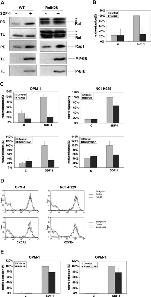 Figure 3. Ral mediates SDF-1–induced migration of B cells and MM cells. (A) Wild-type (WT) and stably RalN28-transfected DT40 cells were stimulated for 1 minute with 100 ng/mL SDF-1 and lysed. The amount of Ral-GTP and Rap1-GTP in the DT40 lysates was determined by pull-down assay (PD) using GST-RalBP-RBD and GST-RalGDS-RBD fusion protein and immunoblotting with anti-Ral and anti-Rap, respectively. Total lysates (TLs) were immunoblotted and probed using anti-Ral, anti–P-PKB, or anti–P-MAPK (P-ERK) antibodies. The lower (minor) band in the Ral pull-down assays of the RalN28-expressing DT40 cells represents endogenous Ral and the upper 2 (major) bands represent overexpressed HA-tagged RalN28 (*), that is, the full-length and a partial product resulting from instability of RalN28. (B,C) Wild-type (WT) and stably RalN28-transfected DT40 cells (B) or OPM-1 and NCI-H929 MM cells cotransfected with GFP and either RalN28 or RalBPΔGAP (C) were allowed to migrate for 4 hours in the absence (c) or presence of 100 ng/mL SDF-1 (SDF-1) in Transwells. The migration (of GFP-positive cells) in the presence of SDF-1 was normalized to 100%, and is shown as the mean (± SD) of triplicates. All relevant comparisons were significantly different (P < .05). The results are representative of at least 3 independent experiments. (D) OPM-1 and NCI-H929 MM cells cotransfected with GFP and either RalN28 or RalBPΔGAP were analyzed for CXCR4 expression by FACS. The results are representative of at least 3 independent experiments. (E) OPM-1 MM cells cotransfected with Renilla luciferase and either RalN28 or RalBPΔGAP were allowed to adhere to VCAM-1 for 2 minutes in the absence (c) or presence of SDF-1. The Renilla luciferase activity for the cells adhering to VCAM-1 in the presence of SDF-1 (reflecting 52% of input cells) was normalized to 100%, and shown as the mean (± SD) of 3 independent experiments. All relevant comparisons were significantly different (P < .05).