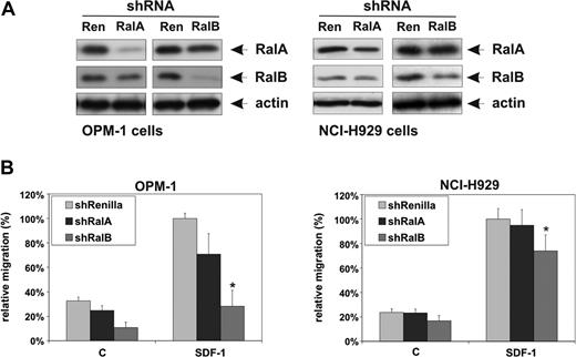 Figure 4. RalB rather than RalA mediates SDF-1–induced MM cell migration. (A) Lysates of OPM-1 and NCI-H929 MM cells co-transfected with GFP and shRenilla, shRalA, or shRalB were immunoblotted to determine RalA and RalB expression. Actin served as a loading control. (B) OPM-1 and NCI-H929 MM cells co-transfected with GFP and shRenilla, shRalA, or shRalB were allowed to migrate for 4 hours in the absence (c) or presence of 100 ng/mL SDF-1 (SDF-1) in Transwells. The migration of the shRenilla-transfected GFP-positive cells in the presence of SDF-1 was normalized to 100%, and shown as the mean ± SD of triplicates (*P < .05). The results are representative of at least 2 independent experiments.