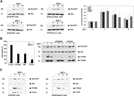 Figure 5. SDF-1–induced activation of Ral is independent of Lyn/Syk, Btk, PLC, PI3K, or Ras. DT40 cells, either wild type (WT) or deficient in Lyn/Syk, Btk, or PLCγ2 (A); DT40 cells pretreated for 30 minutes with either 20 μM LY294002 or 10 μM U73122 (B); or DT40 cells stably transfected with RasN17 (C) were stimulated for the indicated periods of time with 100 ng/mL SDF-1 and lysed, and the amount of Ral-GTP in the lysates was determined by pull-down assay (PD) using GST-RalBP-RBD fusion protein. As a control, total lysates (TLs) were immunoblotted and probed using anti-Ral, anti–P-PKB, or anti–P-MAPK (P-ERK) antibodies. (A) The right panel displays quantification of the Ral activation; the fold induction of the Ral-GTP/Ral ratio is shown as the mean (± SD) of at least 2 independent experiments. (B) DT40 cells pretreated for 30 minutes with either 20 μM LY294002, 100 nM wortmannin (WM), or 10 μM U73122 were allowed to migrate for 4 hours in the presence of the inhibitors, and in the absence (c) or presence of 100 ng/mL SDF-1 (SDF-1) in Transwells. The migration was normalized to 100% for the cells allowed to migrate in the presence of SDF-1, and shown as the mean (± SD) of triplicates. All relevant comparisons were significantly different (P < .05). (B,C) The results are representative of at least 2 independent experiments.