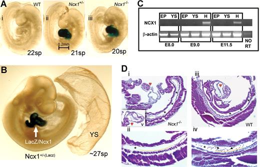 Figure 1. The Ncx1−/− mouse embryo provides an in vivo circulation-free environment. Ncx1 mutants were generated via insertion of LacZ reporter into exon 2 of the Ncx1 gene, thus all cells that normally express Ncx1 can be labeled with X-gal staining. (A) E9.5 embryos (WT(i), Ncx1+/−(ii), and Ncx1−/−(iii)) demonstrate that development continues well past the onset of circulation. (B) X-gal staining (∼27 sp) reveals that expression of Ncx1 is restricted to the heart through E10. Importantly, there is no expression in any putative site of hematopoietic development including the YS and PSp region nor in the hematopoietic cells themselves (see blood vessels in Ncx1+/− YS). (C) Ncx1 RT-PCR was conducted on embryonic tissues from various ages to confirm the X-gal staining. At E8.0, Ncx1 is not yet detectable in either the embryo proper or YS. At E9.0 and E11.5, Ncx1 is detected exclusively in the heart cardiomyocytes. (D) Ten-micrometer sagittal sections of hematoxylin and eosin (H&E) stained E9.25 (19 sp) embryos. Panels Di,iii are 100× magnifications of sections that best profile the structure of the PSp region (*), which is clearly present in both WT and Ncx1−/− embryos. Image Di was cut at an oblique angle compared with image Diii, leaving only a small portion of the heart and upper body in view. Image Dv is an insert that transects the hypoplastic Ncx1−/− heart. Images Dii,iv are 200× magnifications of the PSp (*) regions. Endothelial cells can be seen lining the vessels (below yellow line) and circulating blood cells (arrows) are seen in the WT embryo but are notably absent in the Ncx1−/− embryo. The images in panels A and B were viewed on a Leica MZ9.5 Stereomicroscope (1.0× Planachromatic Lens/0.20 NA)(IL-3) with DFC320 CCD camera, captured with Leica application suite (LAS) software (Leica, Bannockburn, IL). Original magnification, ×60. The images in panel D were viewed on a Zeiss Axioskop Stereomicroscope (Zeiss Plan-Neofluor 10×/0.30 NA (top) and 20×/0.50 NA (bottom)) with SPOT RTKE cooled color CCD camera, and imported into the SPOT Advanced software (Diagnostic Instruments, Sterling Heights, NJ). Original magnification, ×100.