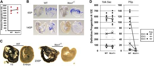 Figure 2. Circulation is required to distribute hematopoietic progenitors and differentiated cells to the embryo proper. (A) Primitive progenitor colony number is not altered by the lack of flow in Ncx1−/− embryos. WT embryos produced an average of 1617 (± 255; mean ± SEM) colonies while Ncx1−/− embryos produced 1697 (± 227) colonies. (B) ζ-globin in situ hybridization specifically labels the primitive erythroblast lineage. At 6 sp, just after the first heart beats, no difference in blood distribution is detectable in Ncx1−/− or WT embryos. Note the cluster of cells in the embryo proper at the site of connection of the vitelline vasculature (*). At 14 sp, a significant amount of ζ-globin staining is detected in the embryo proper of the WT while the Ncx1−/− embryo remains devoid of erythroblasts. (C) Embryos (23 sp) were stained with benzidine, which stains all hemoglobin-containing cells dark blue/black. At this stage of development, all hemoglobin-containing erythroblasts are derived from primitive progenitors from the yolk sac (YS) and the vast majority of staining occurs in the YS. Note Ncx1−/− EP has no stained erythroblasts compared with age-matched WT littermates. (D) (Representative definitive progenitor numbers) There is an expansion of definitive HPCs in both the YS and embryo proper from E8.5 of development through E9.5 in the WT embryos (Table S1). Definitive HPCs in the YS expand from 82 to 578 (colonies/YS) and in the PSp from 5 to 115 (colonies/PSp) during this time period. In the absence of a circulation in the Ncx1−/− embryo, definitive HPC numbers in the YS range from 79 to 559 and are not significantly different from WT littermates. The Ncx1−/− PSp ranges from 0 to 3 definitive HPCs, which is a significant decrease (P < .05 by paired Student t test) from WT at all timepoints examined. Images in panels B,C acquired as for Figures 1A and B. Original magnification, ×60.