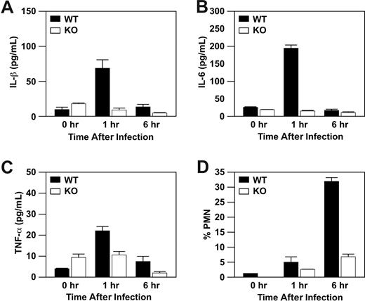 Figure 1. Wild-type mice, but not α2β1 integrin-deficient mice, display increased levels of IL-1β, IL-6, and TNF-α in response to Listeria infection. Wild-type and α2β1 integrin-deficient mice were infected with 5 × 104 Listeria intraperitoneally. At the indicated time points after infection, the concentration of IL-1β (A), IL-6 (B), TNF-α (C), and the percentage of neutrophils (D) were determined. Shown is a combination of 3 experiments (mean ± SEM) with each time point representing 3 mice.