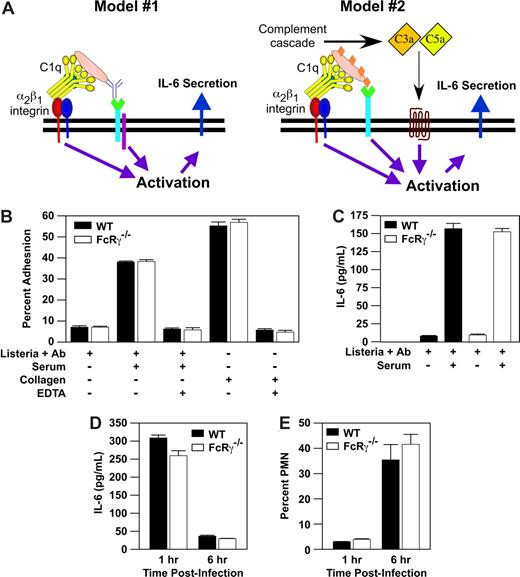 Figure 2. Mast-cell activation by Listeria immune complex does not require FcRγ. (A) A proposed model is a 2-site, 2-receptor model in which concurrent activation of the α2β1 integrin and secondary receptor (complement receptor, FcRγ, Listeria receptor) stimulates mast-cell activation. Adapted from Edelson et al1 with permission. (B) Purified PMCs (2 × 104) from either WT (WT) mice or from mice lacking FcRγ (FcRγ−/−) were assayed for adhesion to a matrix consisting of (1) Listeria plus anti-Listeria antibody alone, (2) Listeria, anti-Listeria antibody and 50% murine serum, or (3) type I collagen in the presence or absence of 1 mM EDTA. (C) Purified PMCs (5 × 104) from WT and FcRγ−/− mice were incubated for 1 hour with a washed suspension of Listeria, anti-Listeria antibody, and 50% murine serum. Supernatants were collected and analyzed for IL-6 production by ELISA. All adhesion and activation experiments were carried out in the presence of 2 mM MgCl2. Results are mean plus or minus SEM from triplicate wells of a single experiment and represent 1 of at least 3 experiments demonstrating similar results. (D,E) WT and FcRγ−/− mice were infected for 1 or 6 hours with 5 × 104 Listeria intraperitoneally. At the indicated time points, the percentage of PMNs and concentration of IL-6 in the peritoneal fluid were determined. Shown is a representative example of at least 3 experiments (mean ± SEM), all carried out in triplicate.
