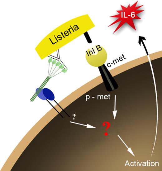 Figure 6. Predicted model of mast-cell activation through c-met and the α2β1 integrin. Mast cell stimulation through c-met and the α2β1 integrin results in cross talk between the 2 receptors, resulting in the activation of the mast cell leading to release of the pro-inflammatory cytokine, IL-6.