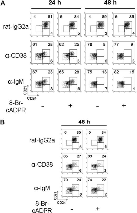 Figure 3. Anti-CD38 stimulation promotes T2 B lymphocyte differentiation. (A) T2 subsets, obtained as in Figure 2, were preincubated 30 minutes with 8-Br-cADPR or medium and activated with rat-IgG2a (50 μg/mL), anti-CD38 (50 μg/mL), or anti-IgM (10 μg/mL). Cells were harvested at 24 or 48 hours and restained to evaluate differentiation. (B) T2 B cells were preincubated as in panel A, activated with rat-IgG2a or anti-CD38 at (25 μg/mL) or anti-IgM (5 μg/mL; “Proliferation, diferentiation, and apoptosis assays”) for 48 hours, and restained as in panel A. Numbers in each dot plot indicate the percentage of cells and are representative from 3 independent experiments with similar results.