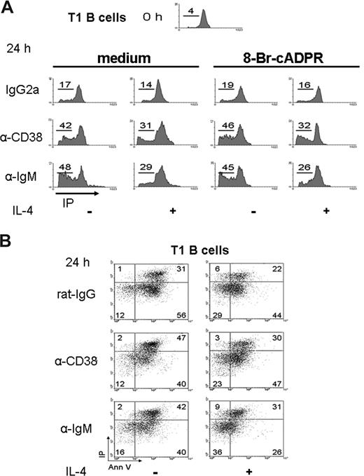 Figure 4. Apoptosis of T1 B lymphocytes on CD38 crosslinking. (A) T1 B cells, obtained as in Figure 2, were preincubated with 8-Br-cADPR or medium for 30 minutes, stimulated as indicated, and 24 hours later, permeabilized and stained with PI. The histograms show the content of DNA for each condition. The numbers represent the percentage of T1 B cell in SubG0 region. (B) T1 B cells were activated as above and harvested and stained with annexin V and PI. Numbers indicate the percentage of T1 B cells in each region. The dot plots are representative from 3 independent experiments with similar results.